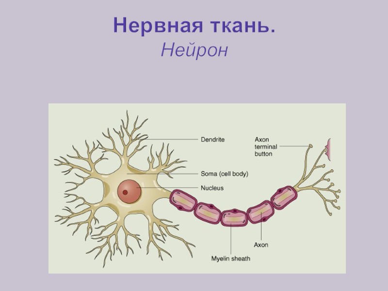 Нервная ткань. Нейрон
